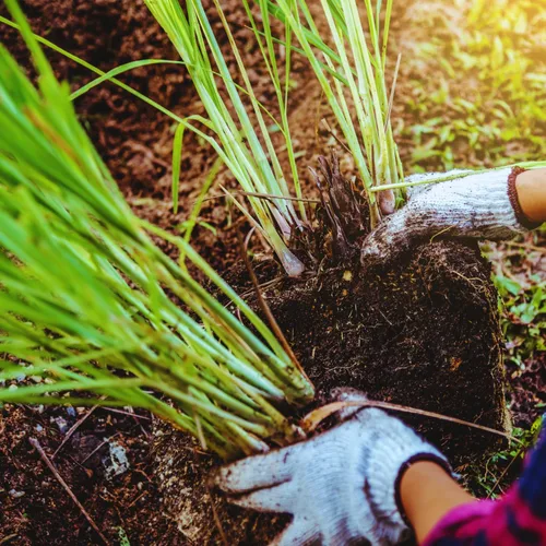 Miniatura 3 de 400 semillas de limoncillo para plantar, semillas de hierba de limón, semillas de jardín de hierbas