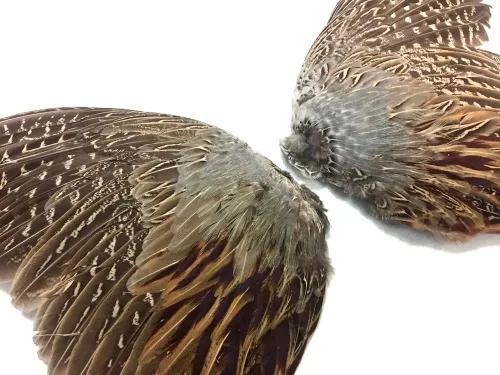 Miniatura 2 de 1 par - Juego de plumas de gallo de faisán natural (izquierda y derecha) para entrenamiento de perros