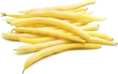 Miniatura 2 de Cherokee Wax Bush - Semillas de frijol (Phaseolus vulgaris), más de 50 semillas sin OMG y reliquias de Isla's Garden Seeds, vainas de color amarillo