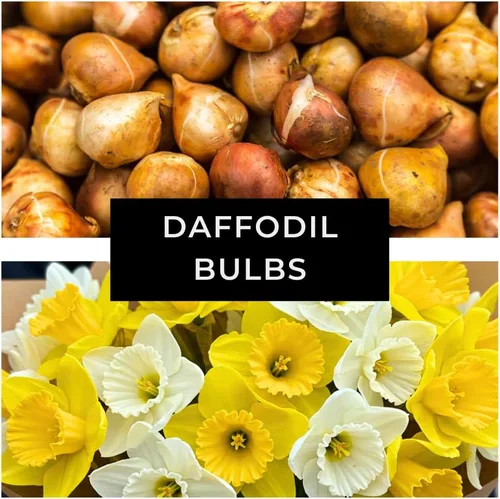 Miniatura 3 de 5 bulbos amarillos de narciso, flores gigantes grandes de narciso, fáciles de cultivar, bulbos de plantación de otoño para flores vibrantes
