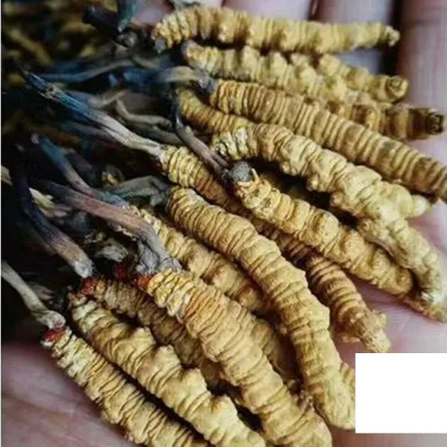 Miniatura 2 de Cordyceps salvajes, hongo Cordyceps Sinensis entero del Himalyan, genuino y muy raro, alto grado, aumenta la energía, reduce el estrés para hombres