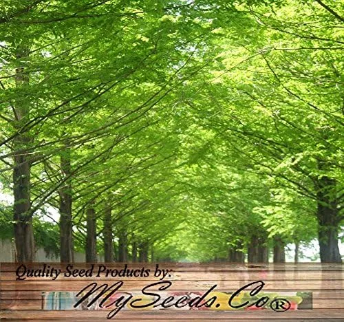 Miniatura 6 de Big Pack by MySeeds.Co