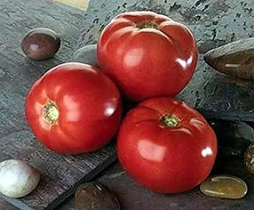 Miniatura 2 de Semilla de tomate Bella Rosa