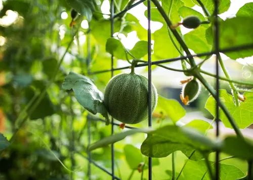 Miniatura 2 de Liliana's Garden - Semillas de melón tradicional "Charentais" – Melón tradicional francés raro – Cosecha melones miniatura en 90 días Siempre