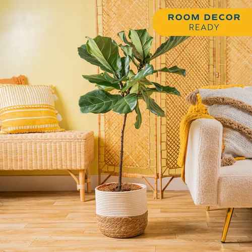 Miniatura 3 de Costa Farms Árbol de higuera de hoja de violín, Ficus Lyrata planta viva para interior en maceta decorativa, planta tropical para el hogar en maceta