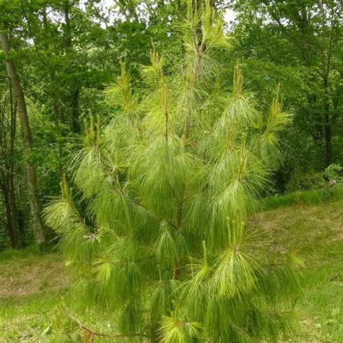 Miniatura 2 de Pino llorón mexicano 60 semillas (Pinus patula) Árbol de hoja perenne de rápido crecimiento - Gran proyecto de bonsái
