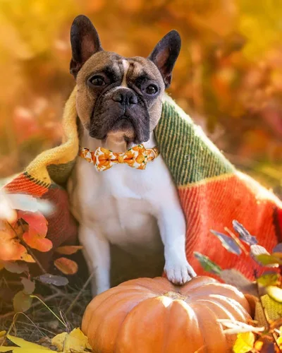 Miniatura 2 de Collar de otoño para perro con pajarita extraíble para perros medianos, collar de perro de Acción de Gracias de Halloween