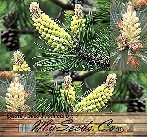 Miniatura 4 de Semillas para árbol de pino sin transgénicos de MySeeds.Co