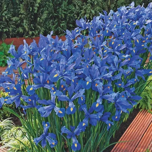 Votaniki Discovery Dutch Iris Bulbos – Floraciones de larga duración, Hollandica 'Discovery' Bombillas de iris para plantar | Perenne floreciente de