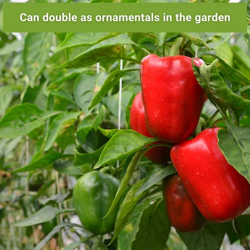 Miniatura 5 de Sow Right Seeds - Colección de semillas de pimiento picante y dulce para plantar - California Wonder, Cubanelle, Marconi Red, Jalapeño, Serrano