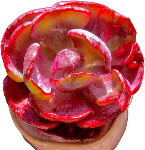 Miniatura 8 de Plantas suculentas vivas, Echeveria Onslow variegada de 3.2 pulgadas, Plantas de interior mini, Planta viva de raíz desnuda sin tierra, Plantas