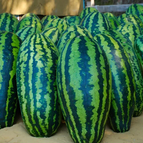 Semillas de sandía Giant Jubilee para plantar sandía tradicional sin OMG – Planta y cultiva paquetes de semillas de sandía Jubilee en el jardín al