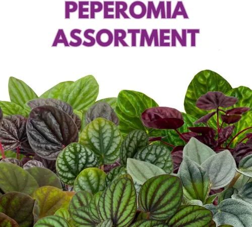 Miniatura 2 de BubbleBlooms Surtido de Peperomia, 6 peperomias diferentes en macetas de 2 pulgadas Grower's Choice