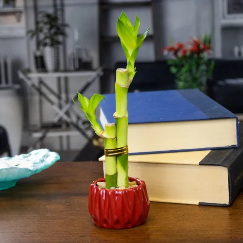 Live Lucky Bamboo - Arreglo de 2 tallos en maceta redonda de cerámica roja, planta de bambú de la suerte para interiores en maceta de 4 y 6 pulgadas