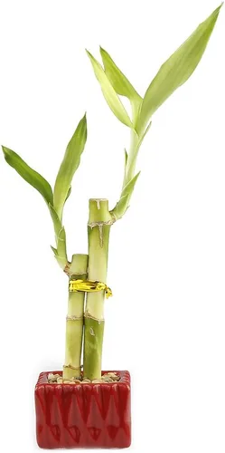 Miniatura 2 de Live Lucky Bamboo - Arreglo de amor con 2 tallos en maceta cuadrada de cerámica roja, planta de bambú de la suerte para interiores en maceta