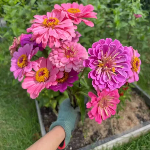 50 semillas de zinnia de colores mixtos: flores de jardín anuales vibrantes, flores tradicionales fáciles de cultivar para flores cortadas y ramos