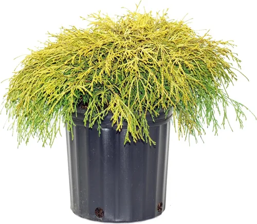 Chamaecyparis p. f. 'Aurea' (ciprés de hilo de oro) de hoja perenne, follaje amarillo, # 2 - Contenedor de tamaño