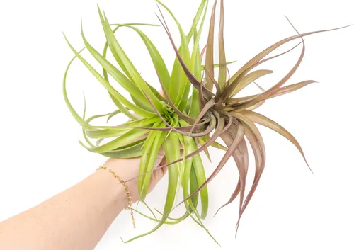 Miniatura 2 de Air Plant Shop Paquete de 5 XL Tillandsia Abdita Brachycaulos - Venta al por mayor y a granel - Suculentas - Tillandsia viva - Plantas