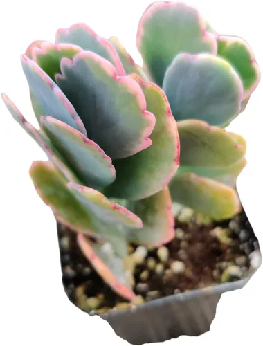 Miniatura 2 de Plantas suculentas de cactus vivos de USKC (maceta de 2 pulgadas Kalanchoe Fedtschenkoi/vieiras de lavanda)