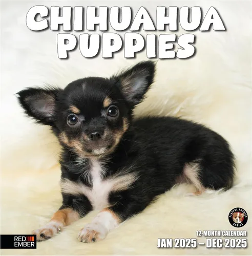 RED EMBER Chihuahua Puppies 2025 Calendario de pared de 12 meses | 12 x 24 pulgadas abierto | Papel grueso y resistente | Regalo | Calendario 2025