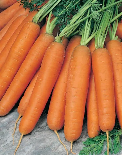 3000 semillas de zanahoria Scarlet Nantes para plantar herencia orgánica sin OMG, 5+ gramos de vegetales, supervivencia a granel