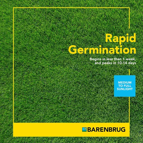 Miniatura 5 de Barenbrug Turf Star Semilla de césped regenerante de raigrás perenne con revestimiento Yellow Jacket, mezcla de semillas de césped de acción rápida