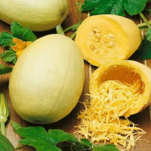 Miniatura 3 de 100 semillas de calabaza de invierno de espagueti, reliquia, sin OMG, semillas siempre frescas. Semillas de siembra para huerto doméstico