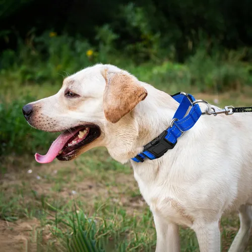 Miniatura 2 de Collares de perro reflectantes de martingala. Collar de perro con hebilla de liberación rápida. Collar de mascota de nylon ajustable, suave, Azul