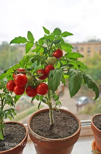 Miniatura 2 de Semillas de tomates cherry de arbusto enano para plantar alrededor de 20 semillas de tomate
