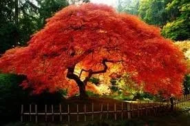 Miniatura 2 de Maple Amur (Acer Ginnala Flame) Semillas de árbol de jardín de Seed Kingdom (semillas de 1 onza)