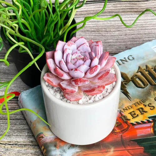 Miniatura 4 de Generic Echeveria - Plantas suculentas vivas raras de peonía rosa, 1 cabeza de 3 pulgadas, color rojo, raíz desnuda sin maceta y tierra, 1/3/7