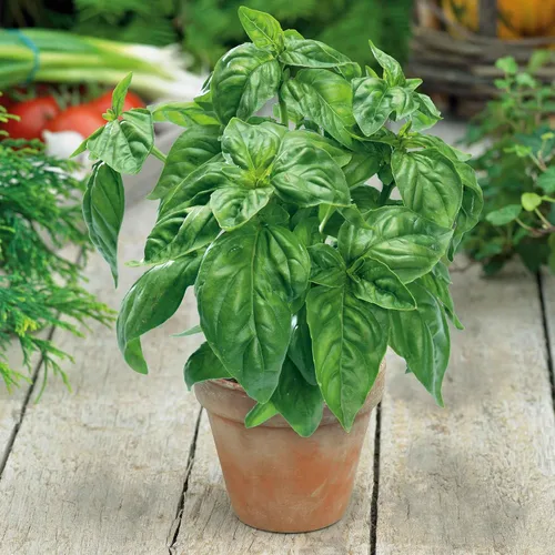 Eden Brothers Semillas de albahaca – Semillas grandes dulces para macetas sin OMG para plantar, 1 onza | Semillas de hierbas de bajo mantenimiento,