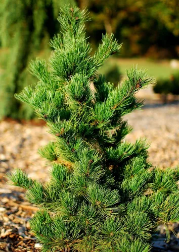 Corteza de corcho Pino blanco japonés - Corteza áspera y verrugosa - Pinus parviflora Arakawa - Planta de 3 años
