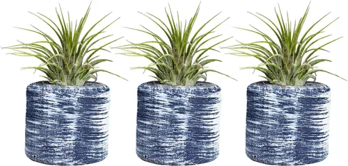 3 soportes decorativos para plantas de aire de barril + 3 plantas de aire Tillandsia gratis: cocina, dormitorio, baño, oficina, bodas y baby