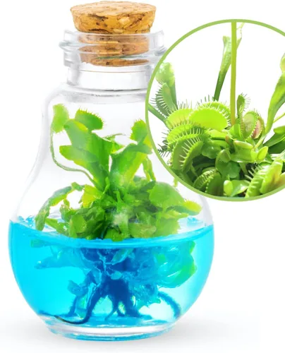 Planta Carnívora Venus Atrapamoscas, Cultiva Tu Propia Venus Atrapamoscas en un Terrario de Vidrio 100% Autosostenible, Sin Mantenimiento, Fácil de