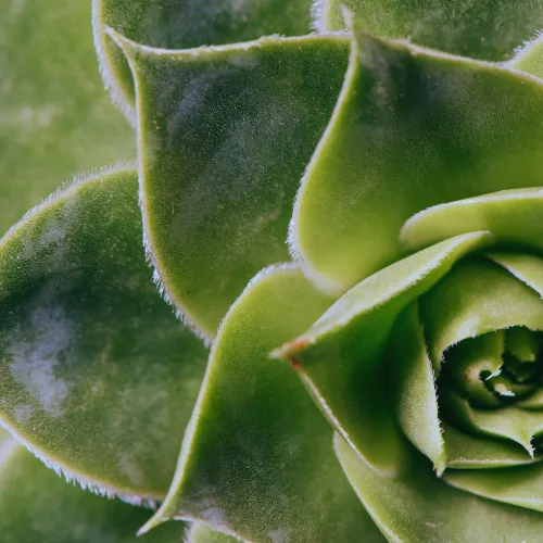 Miniatura 2 de Aeonium Suculents Planta viva, planta de eonio verde en maceta 4 inc