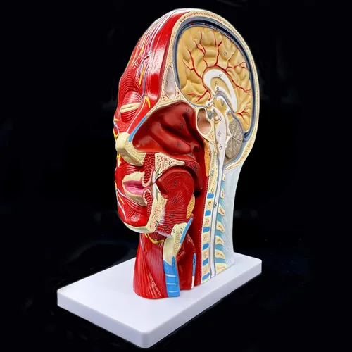 Miniatura 2 de Modelo anatómico de cabeza humana, tamaño real, cavidad nasal, garganta, cerebro, anatomía para ciencias, aula, estudio, exhibición