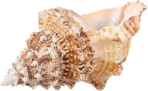 Concha de concha natural gigante, concha de rana de 7 a 8 pulgadas, concha de mar grande para relleno de jarrón, plantas de aire, decoración del