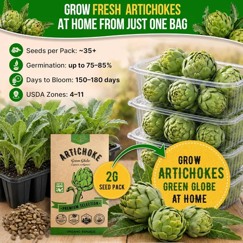 Miniatura 4 de Paquete de semillas de alcachofa Green Globe 2G - Más de 35 semillas autóctonas sin OMG para plantar verduras en paquetes de semillas individuales