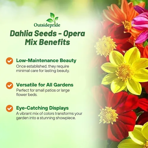 Miniatura 3 de Outsidepride Opera Mix - Semillas de dalia para plantar, 200 unidades, anuales, fáciles de cultivar, semillas de flores de larga temporada