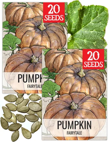 Miniatura 29 de Seed Needs, Jack O' Lantern - Semillas de calabaza – 25 semillas tradicionales para plantar Cucurbita Pepo – Sin OMG y sin tratar, ideal para tallar