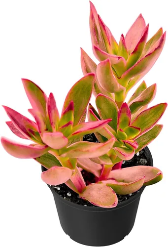 Miniatura 12 de Sprout N Green Sedum Dorado, Sedum adolphi, Mini suculenta viva totalmente enraizada en maceta de inicio de 2 pulgadas con mezcla de tierra, planta