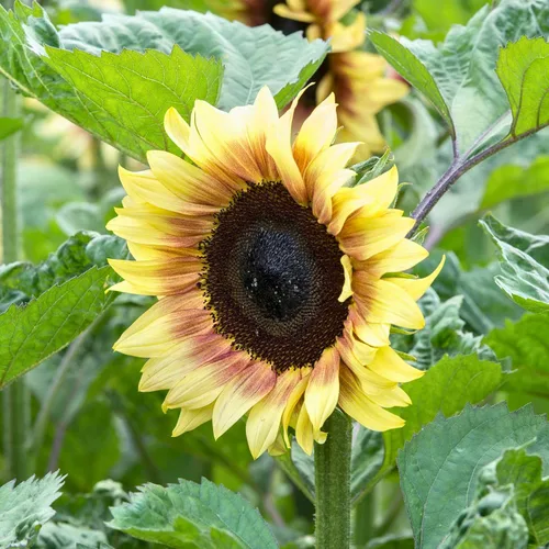 Miniatura 5 de Park Seed ProCut Semillas de girasol bicolor rojo y limón – Pétalos rojos llamativos con puntas de limón, variedad de primavera fácil de cultivar
