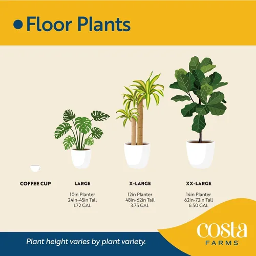 Miniatura 9 de Costa Farms Árbol de higuera de hoja de violín, Ficus Lyrata planta viva para interior en maceta decorativa, planta tropical para el hogar en maceta