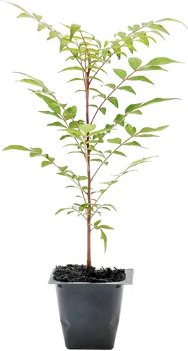 1 árbol de pistache chino | Árbol joven vivo en cubo de vivero de 2.5 pulgadas | Variedad Pistacia Chinensis | Toldos de sombra caducifolios