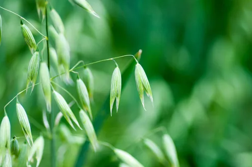 Miniatura 2 de Semilla de avena blanca de Eretz (25 libras) – ¡Elige el tamaño! Granos de avena cultivados en Oregon, sin rellenos, sin recubrimientos, sin