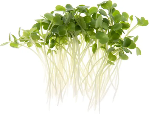 Miniatura 2 de Arugula Microgreen Seeds - Bolsa resellable de 1 libra a granel Verdes picantes y sabrosos Semillas tradicionales sin OMG Ensalada de cohete