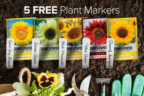 Miniatura 2 de Gardeners Basics, Semillas de girasol para plantar flores (paquete de 5) – Velvet Queen, mancha solar enana, reina limón, gigante y mamut mezcla a