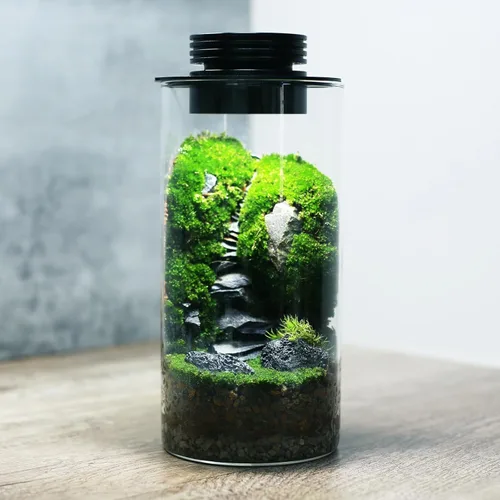 AREPK Terrario de plantas de vidrio de escritorio con luz de cultivo (H:7.8" D:4"), para suculentas, musgo, paisajismo de jardinería en miniatura,