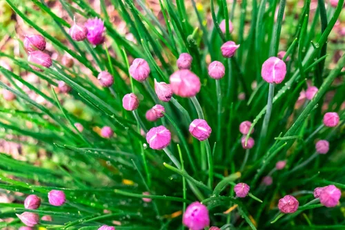 Miniatura 3 de Semillas de cebollino más de 100 semillas para cultivar Allium Schoenoprasum para plantar en primavera u otoño